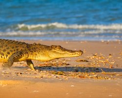 Крупнейшие в мире рептилии не умеют плавать: как они преодолевают более 10 км в воде