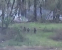 "Продавливают": ВСУ на Сумщине ликвидировали ДРГ россиян, которые пробрались в украинский тыл