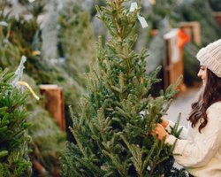 "Новий страх": пара купила живу ялинку на Різдво і була шокована тим, що в ній живе