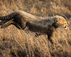 Детеныши гепардов сильно отличаются от матерей: зачем малыши носят "костюмы" с ирокезом (вдео)