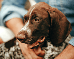 Чоловіку загрожує покарання за обійми з собакою: в чому його звинувачує поліція (фото)