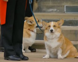 "Де наша господиня?" У Британії випустять книгу, написану від імені улюблених собак королеви Єлизавети II