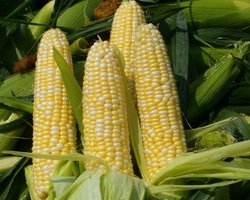 Кабмин планирует снять квоты на экспорт кукурузы