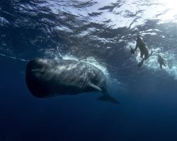 300-летняя шутка китобоев: как кашалоты на самом деле получили свое название