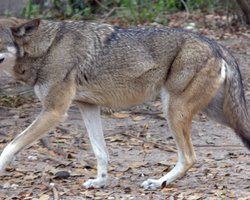 У Києві вовк, який живе у квартирі, покусав свою господиню: тварину забрали (відео)