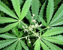 Биологи объяснили, почему не все сорта марихуаны обладают наркотическими свойствами