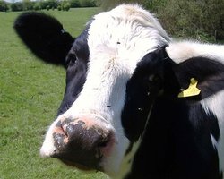 Скутеристка из России погибла от столкновения с коровой