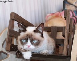 О популярном хмуром коте снимут фильм