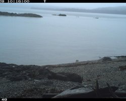 Серые волки расширяют угодья — пошли охотиться на выдр в океане: никто не знает, как именно