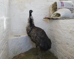 В Сумах приютили страуса, которого бойцы ВСУ спасли в Курской области (фото, видео)