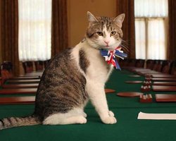 Главный кот Даунинг-стрит явно недоволен отставкой Терезы Мэй