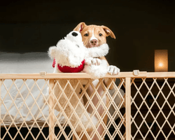 Собаку оставили одну дома: что показали скрытые камеры (видео)