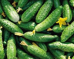 Испанские фермеры бесплатно раздали 30 тонн овощей и фруктов