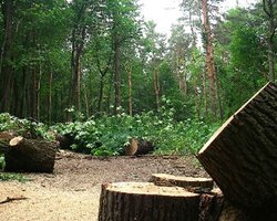 В харьковском парке продолжается вырубка деревьев