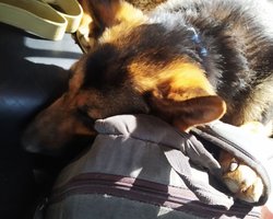 Мужчина шел пешком в Одессу, потому что не эвакуировали с собакой: реакция Верещук (видео)