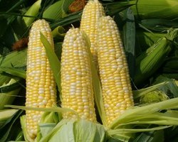 В Украине пропал 1 млн. тонн кукурузы из-за запрета экспорта