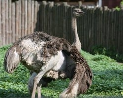 В столичном зоопарке умер страус