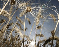 Опрос Reuters выяснил, что спасет Украину от рецессии в этом году