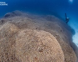 Тисячі років тому щось знищило корали в океані: їх не було 1000 років, а потім вони повернулися