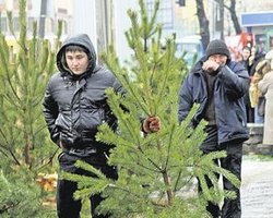 Перед Новым годом в Одессе запретят продавать елки без электронного чипа