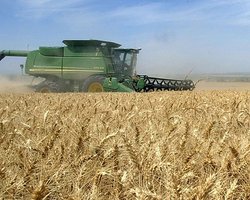 Сражающаяся с Украиной на рынке зерна Россия в 13 раз нарастила закупки пшеницы за рубежом