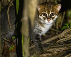 Кошка с плоской головой, которую не видели 30 лет, обнаружена в Таиланде (видео)