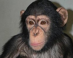 Зоопарк: шимпанзе умер из-за почечной недостаточности 