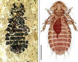 Древние вши жили на динозаврах, - ученые