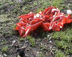 В Донецке сожгли красный флаг (видео)