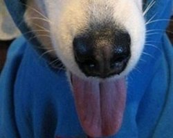 Глава ВКонтакте отказался блокировать оппозиционные группы и показал ФСБ собачий язык