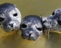 Киевский зоопарк бесплатно получит польских тюленей