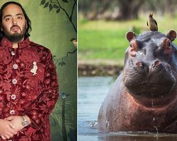 Найбагатша людина Індії хоче врятувати "кокаїнових" бегемотів Ескобара