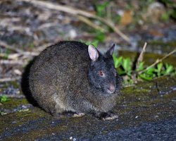 Назван самый необычный кролик в мире: живое ископаемое готического вида (видео)