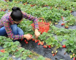 Австрия организует еще два спецрейса для украинских заробитчан