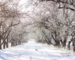 Сильні морози й ожеледиця: синоптик розповіла про погоду на початку наступного тижня (фото)