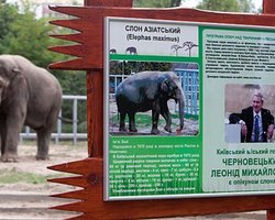 Столичные чиновники отказались кормить животных из зоопарка 