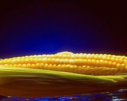 Минздрав назвал продукты, в которых будут контролировать ГМО