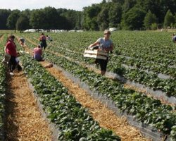 Финское посольство опровергло чартеры для украинских работников