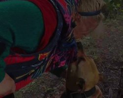 "Прости меня": в Волчанске женщина разлучилась с любимой собакой из-за эвакуации (видео)