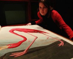 Книгу с рисунками птиц продадут за $10 миллионов