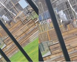 Думал, что его бросили: собака запаниковала в парке, но дальше произошло неожиданное (видео)