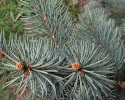 Украина подарит Ватикану рождественскую елку