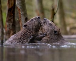 Моногамные отношения подходят не всем: какие животные образуют пары на всю жизнь