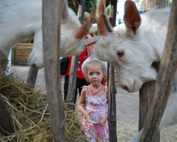 Сюжет дня. Киевскому зоопарку ветеринары не нужны