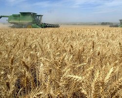 Производство зерна в Украине в 2013-м станет наиболее убыточным за последние десять лет - эксперты