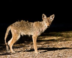 "Чупакабра повернулася": в мережі поширюють кадри з дивною істотою на Івано-Франківщині (відео)