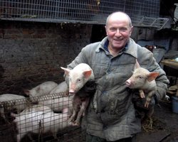 Меньше хлеба в 2024 году. Почему агрокомпании переходят на производство мяса и как это повлияет на цены