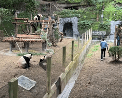 Ветеринар помахав пандам рукою: вони влаштували вірусний косплей (відео)