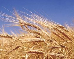 Трейдеров хотят заставить финансировать выращивание зерна