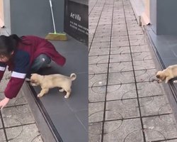 Дівчинка вчила цуценя подолати страх висоти: урок став інтернет-хітом (відео)